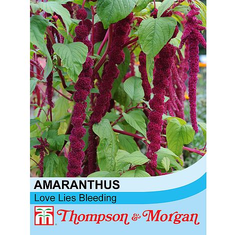 Amaranthus caudatus