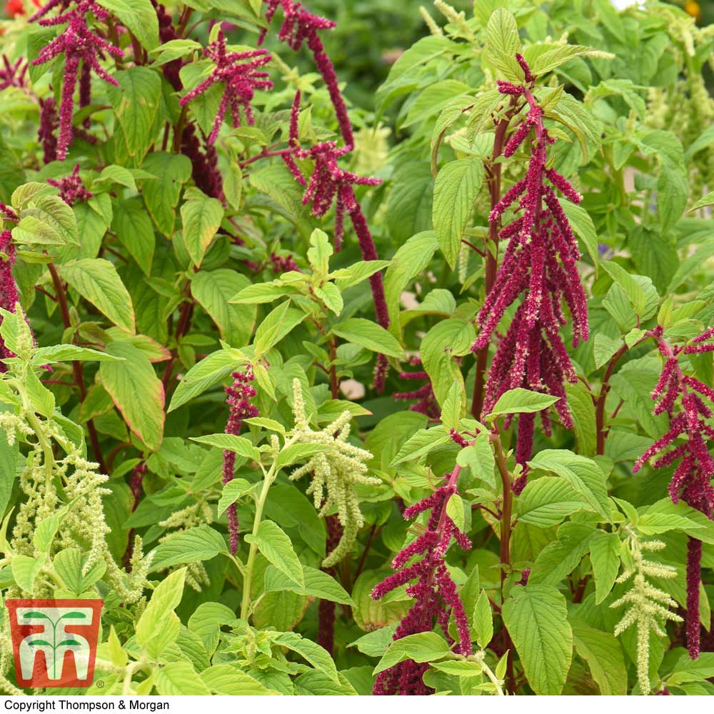 Amaranthus 'Pony Tails' - Image 2