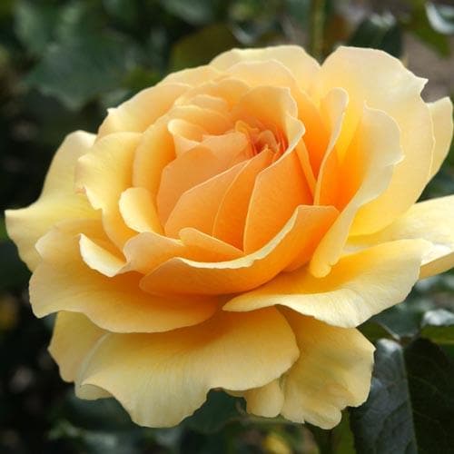 Amber Queen Floribunda Rose 4.5 Litre - Image 2
