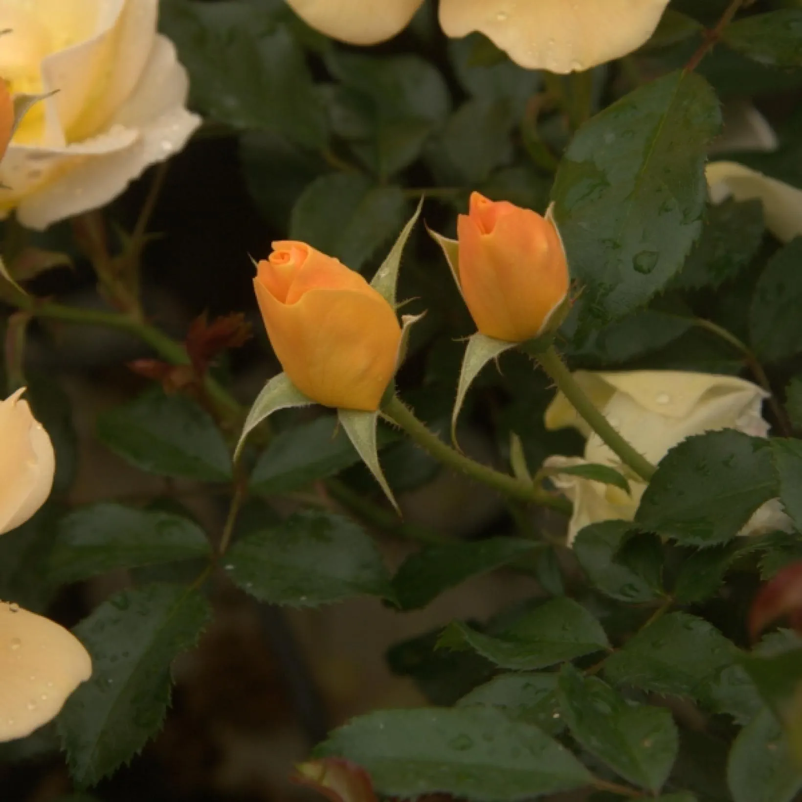Amber Sun Floribunda Rose 4.5 Litre - Image 3
