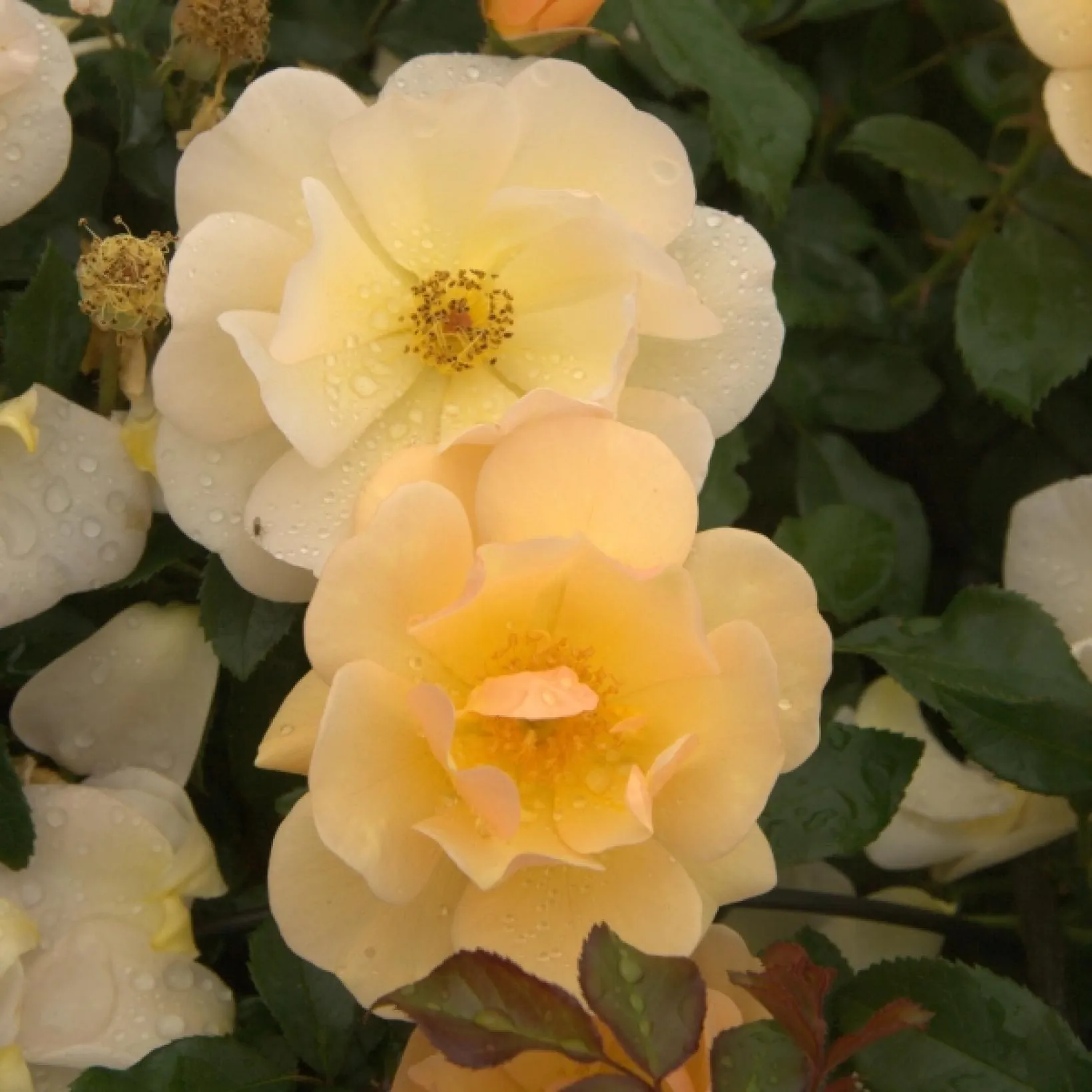 Amber Sun Floribunda Rose 4.5 Litre - Image 4