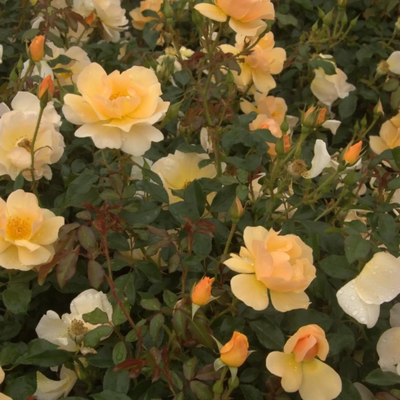 Amber Sun Floribunda Rose 4.5 Litre - Image 5
