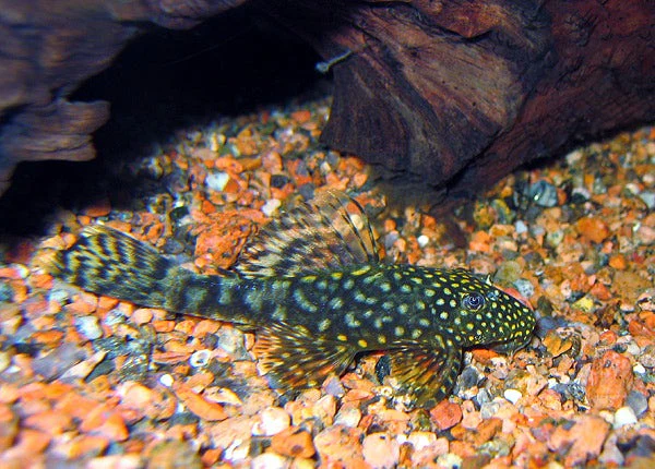 Ancistrus Trinitatis