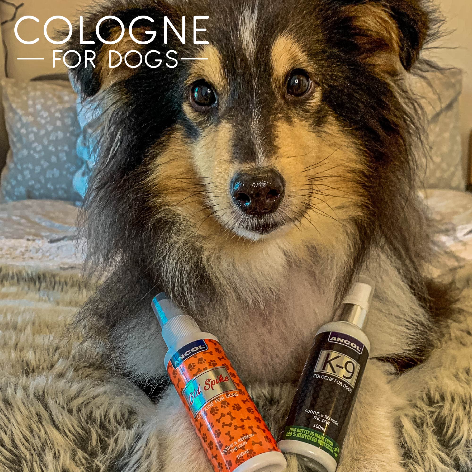 Ancol Dog Cologne Old Spike Deodorant Spray (100ml) - Image 2