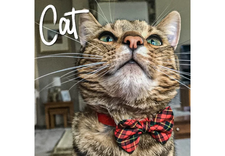 Ancol Vintage Bow Safety Cat Collar Tartan - Image 2