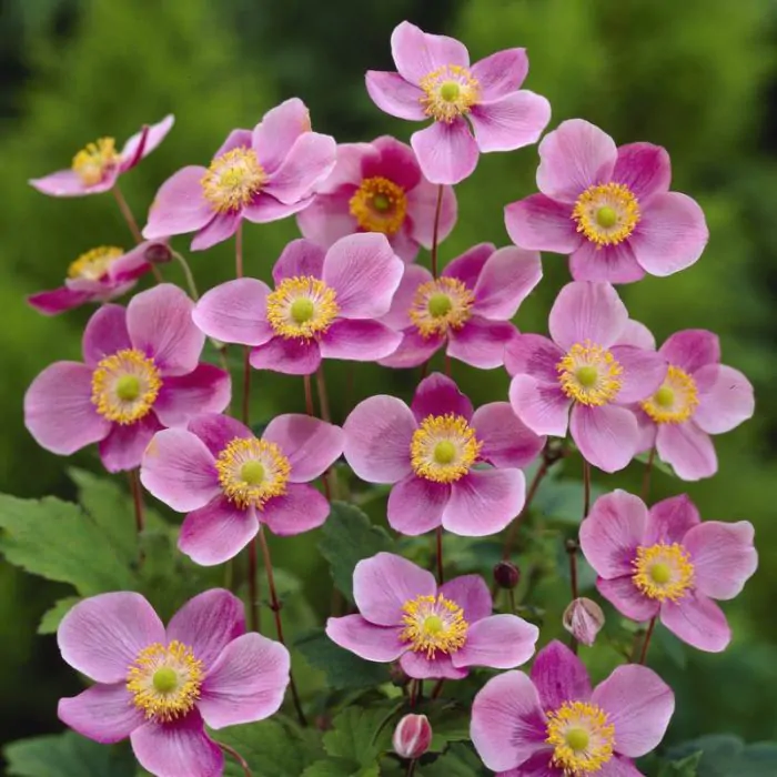 Anemone hupehensis 'Praecox' 2 Litre