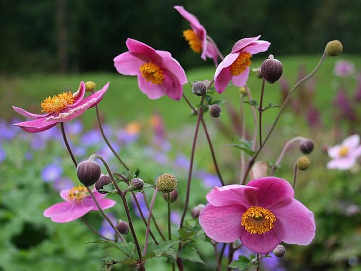Anemone hupehensis 'Praecox' 2 Litre - Image 2