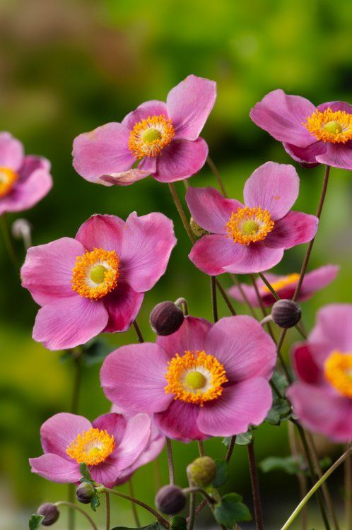 Anemone hupehensis 'Praecox' 2 Litre - Image 3