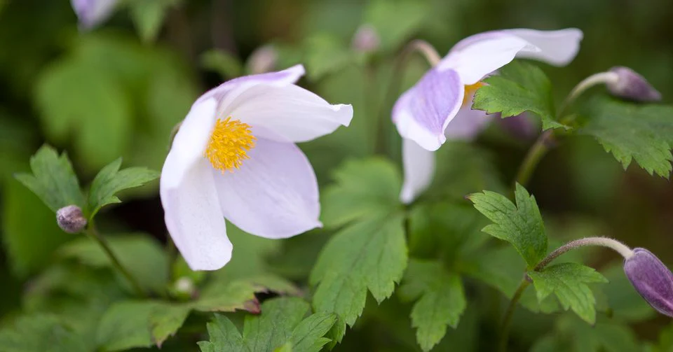 Anemone 'Wild Swan' | Japanese Anemone - Image 2