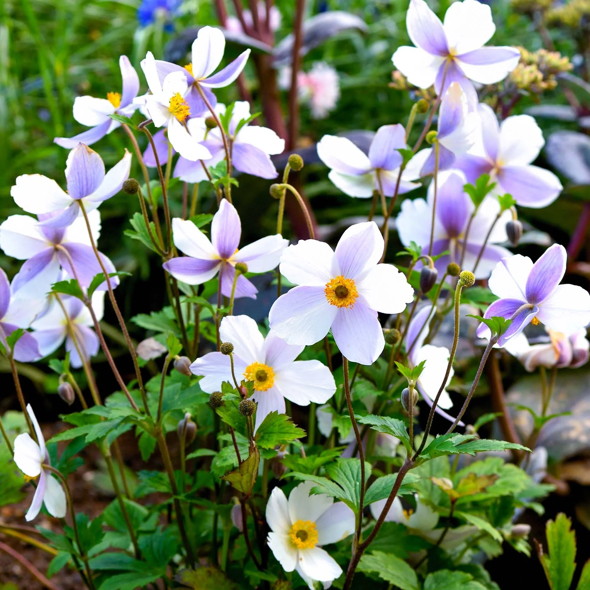 Anemone 'Wild Swan' | Japanese Anemone - Image 3