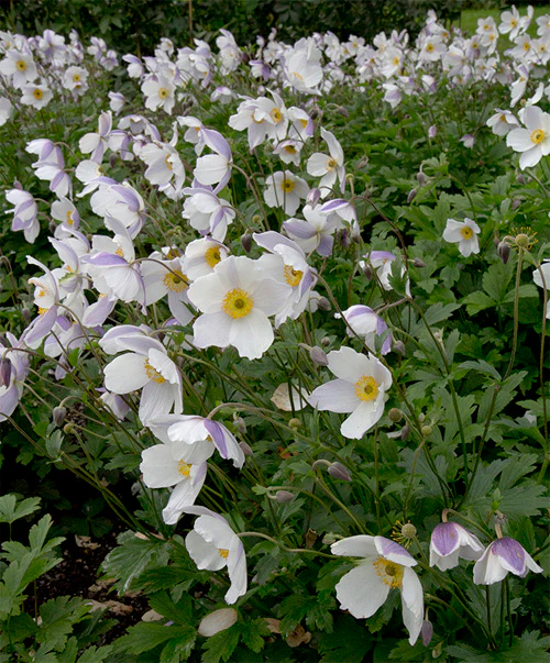 Anemone 'Wild Swan' | Japanese Anemone - Image 4