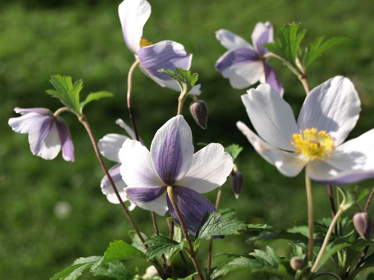 Anemone 'Wild Swan' | Japanese Anemone - Image 5
