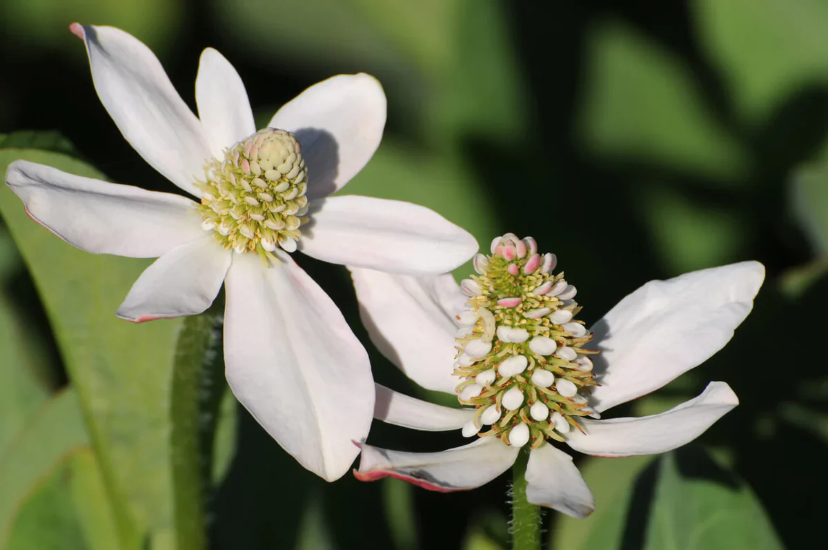 Anemopsis californica P9 - Image 2
