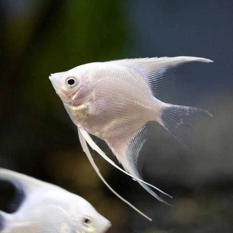 Platinum Angelfish - Image 2