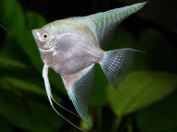 Platinum Angelfish - Image 3