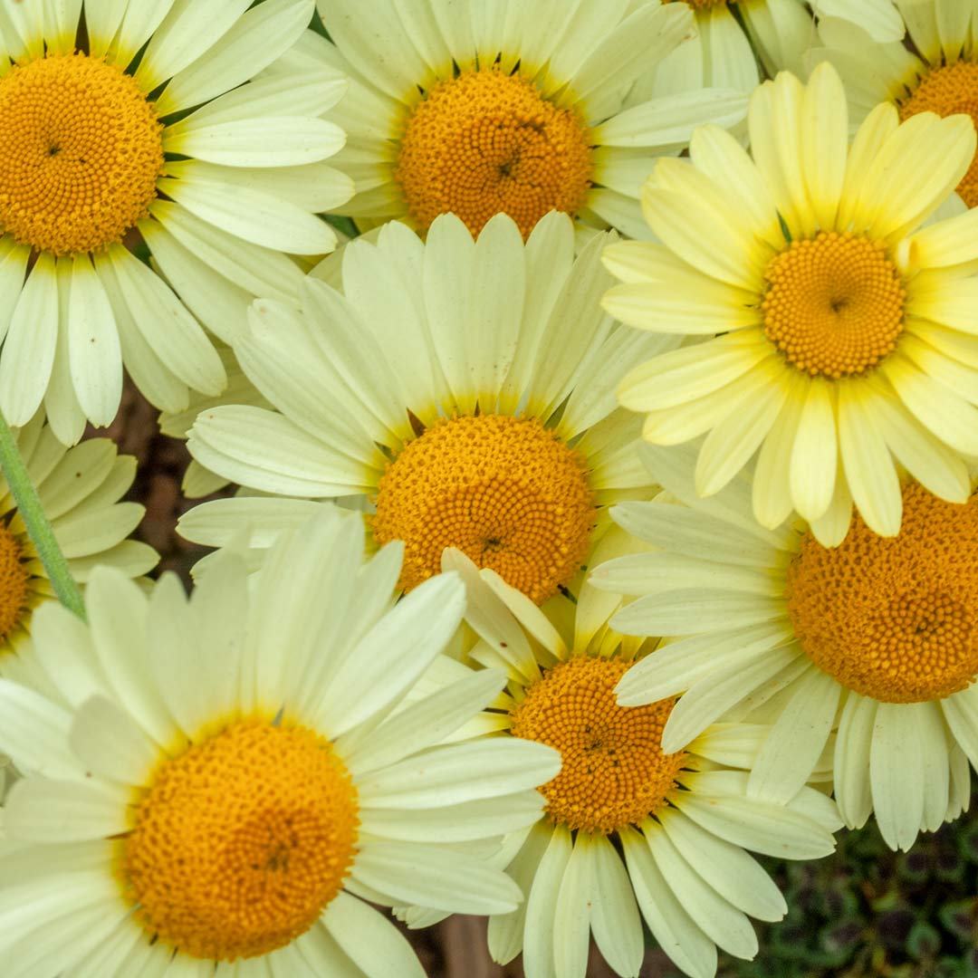 Anthemis tinctoria 'E C Buxton' 2L