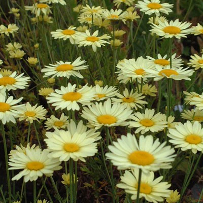 Anthemis tinctoria 'E C Buxton' 2L - Image 2