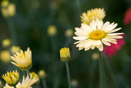 Anthemis tinctoria 'E C Buxton' 2L - Image 3