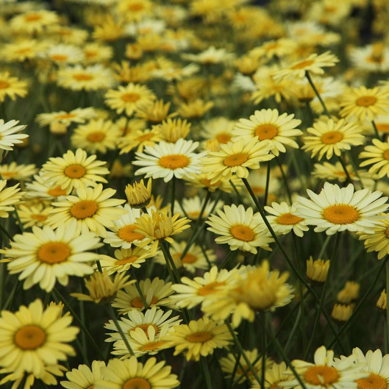 Anthemis tinctoria 'E C Buxton' 2L - Image 4