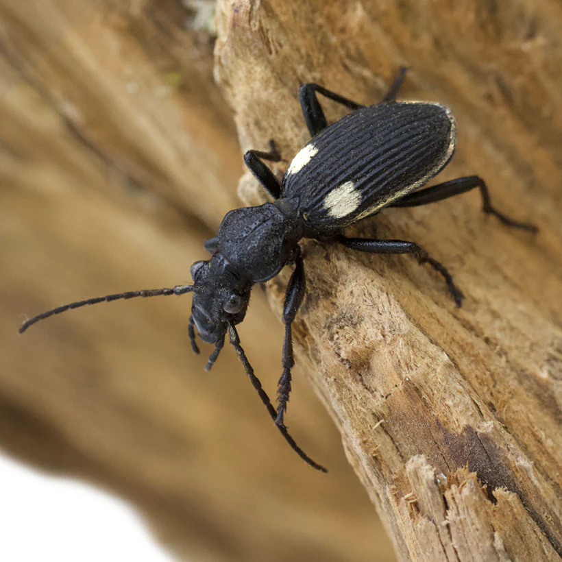 African Ground Beetle | Anthia Biguttata Nigeria - Image 2
