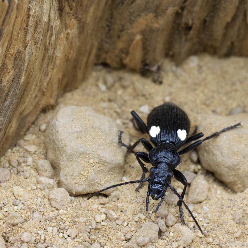 African Ground Beetle | Anthia Biguttata Nigeria - Image 3