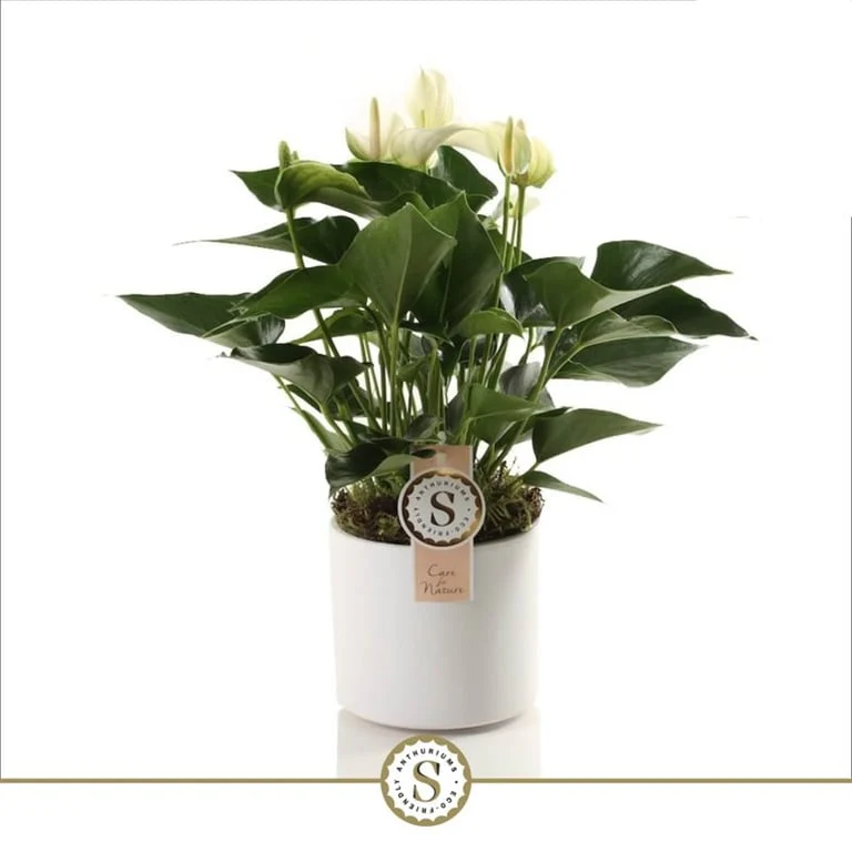 Anthurium and. 'White Champion'  12 cm white ceramic pot