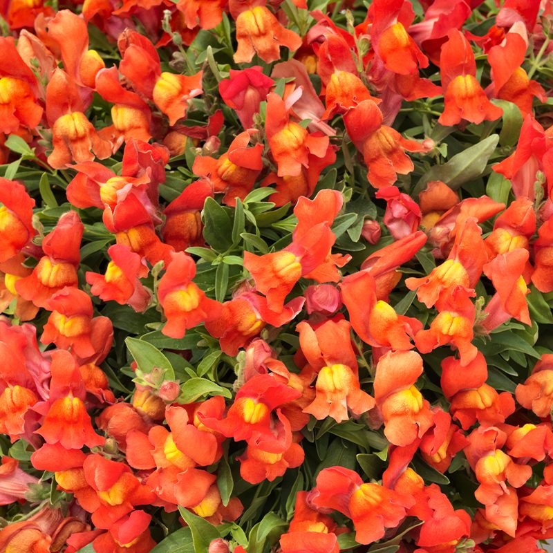 Antirrhinum 'Candy Orange' (2 Litre)
