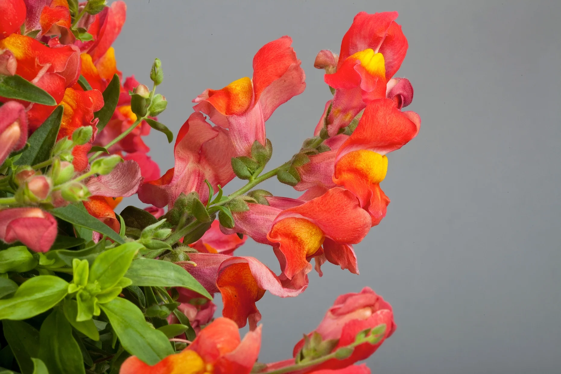 Antirrhinum 'Candy Orange' (2 Litre) - Image 2