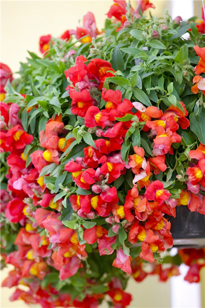 Antirrhinum 'Candy Orange' (2 Litre) - Image 3