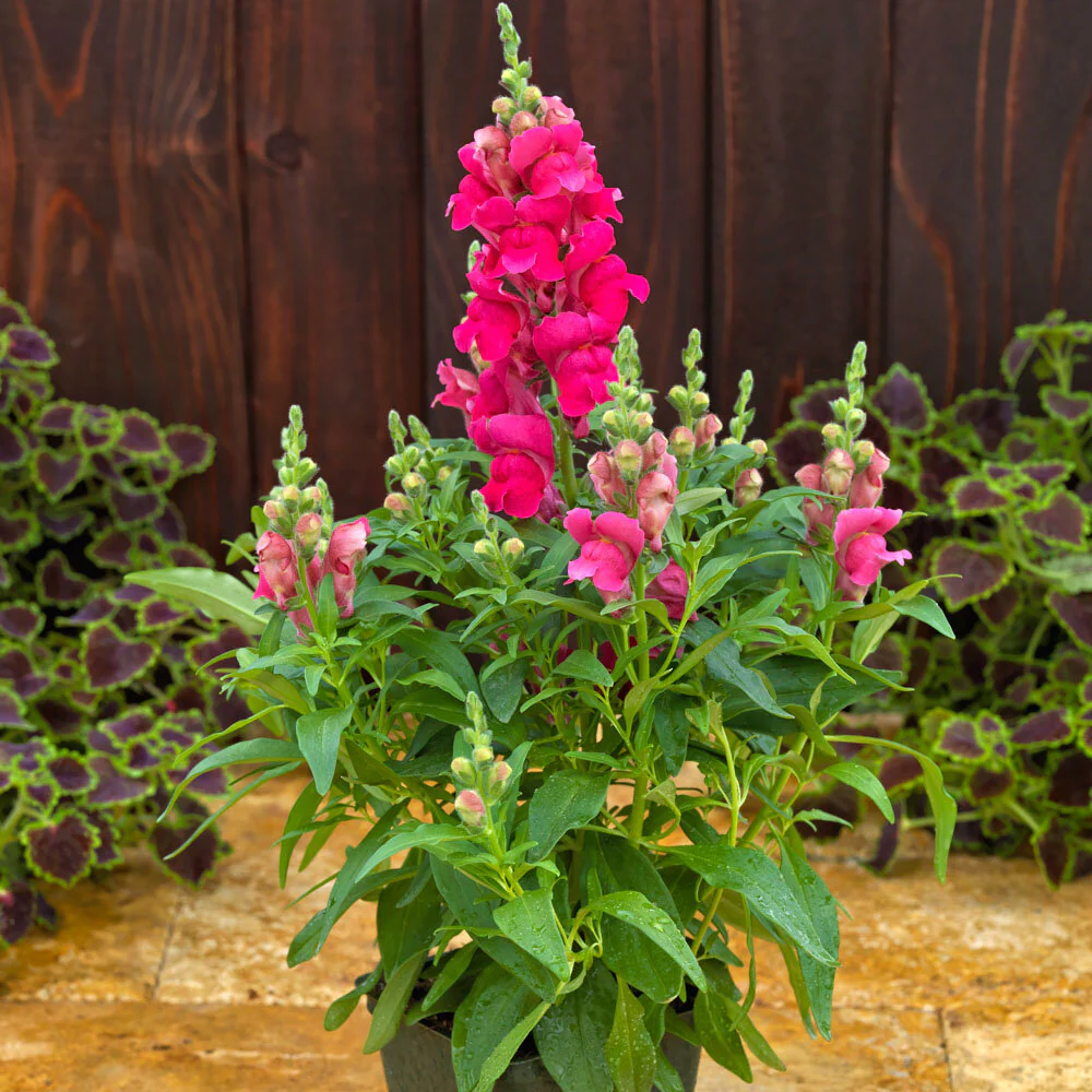 Antirrhinum 'Candy Rose' | Snapdragon (2 Litre)