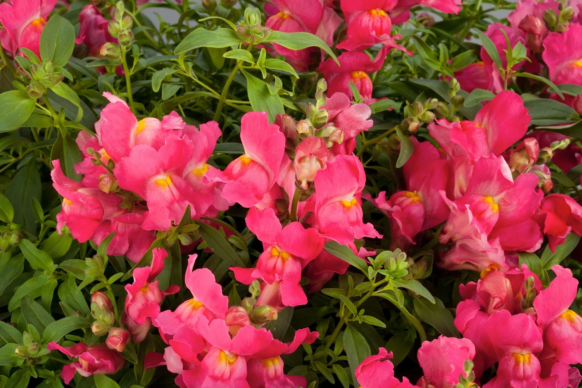 Antirrhinum 'Candy Rose' | Snapdragon (2 Litre) - Image 2