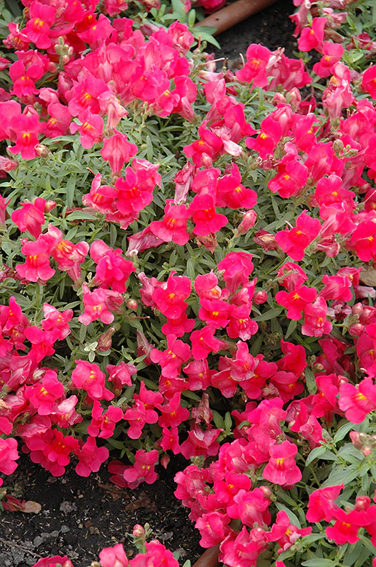 Antirrhinum 'Candy Rose' | Snapdragon (2 Litre) - Image 3
