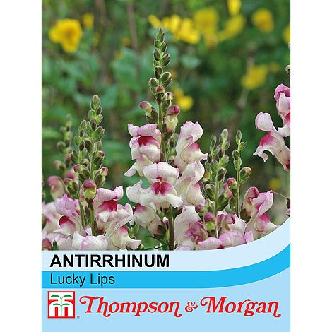 Antirrhinum Lucky Lips - Image 2