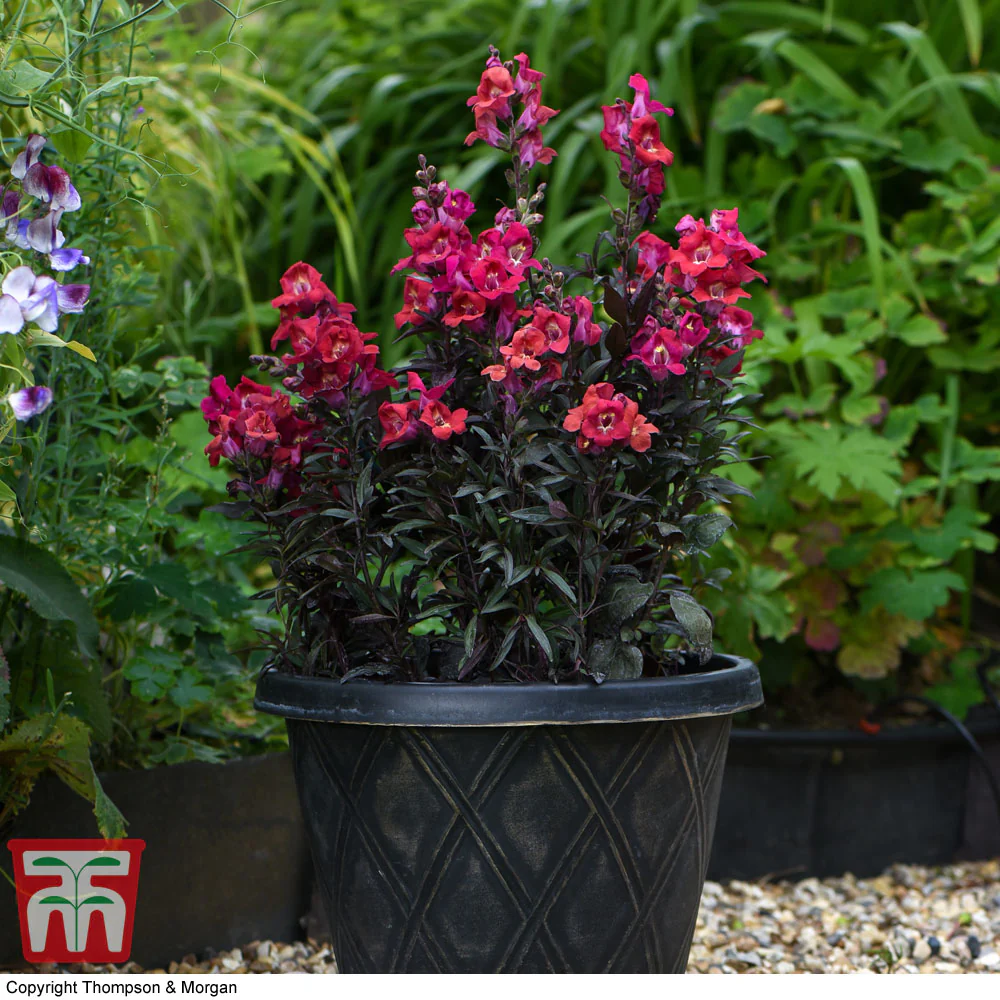 Antirrhinum 'Mini Cherry Cola' - Image 2