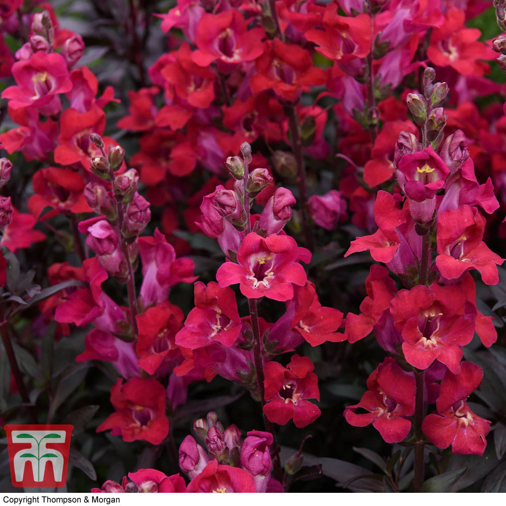 Antirrhinum 'Mini Cherry Cola' - Image 3