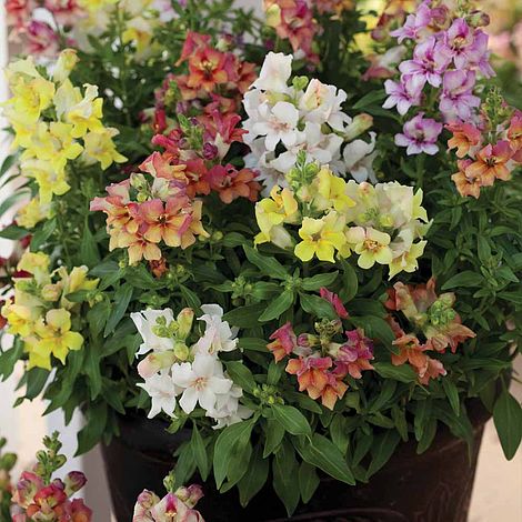 Antirrhinum majus 'Reminiscent Mixed' F1 Hybrid - Image 2
