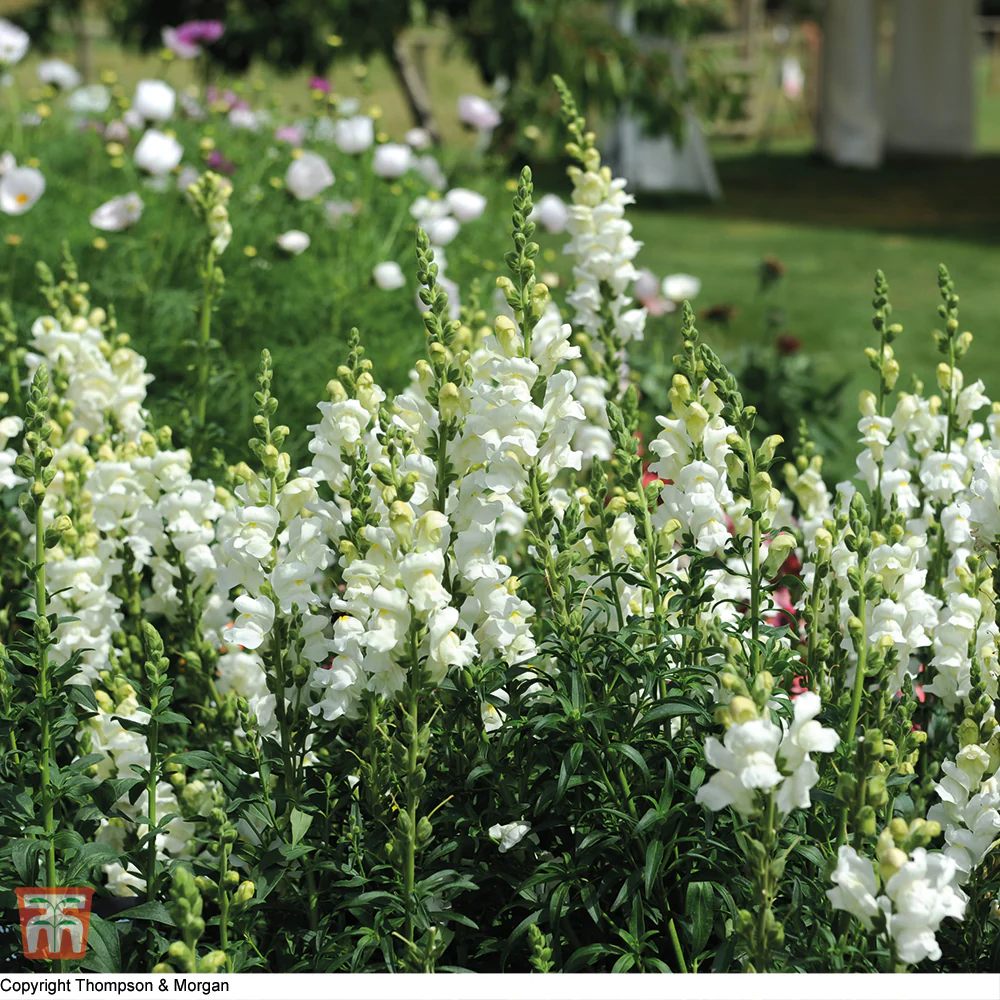 Antirrhinum 'Royal Bride' - Image 2