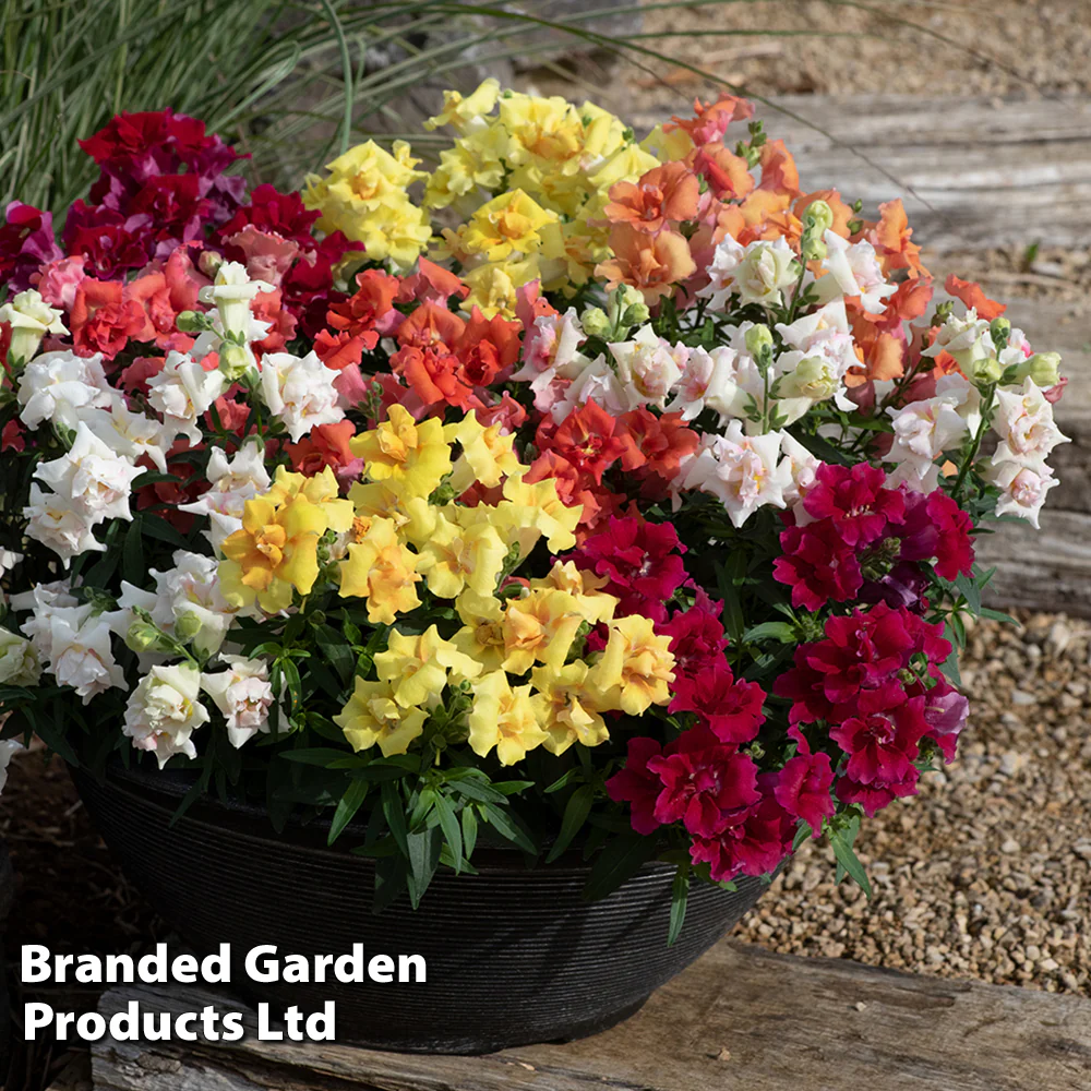 Antirrhinum 'Sweet Duet Series' - Image 2