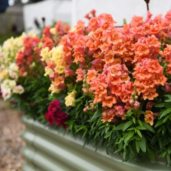Antirrhinum 'Sweet Duet Series' - Image 3