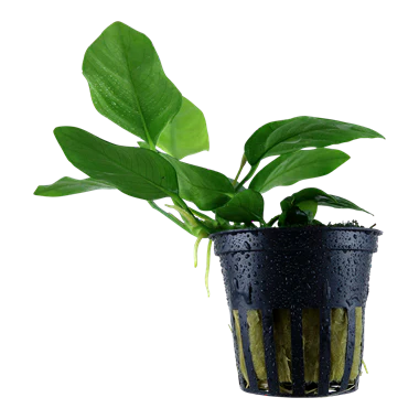 Anubias barteri var.'nana' 101