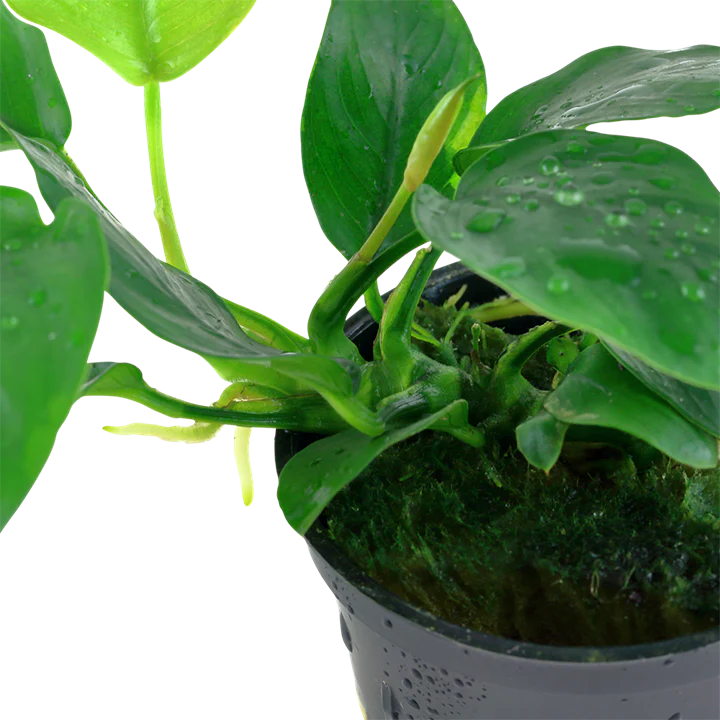 Anubias barteri var.'nana' 101 - Image 2