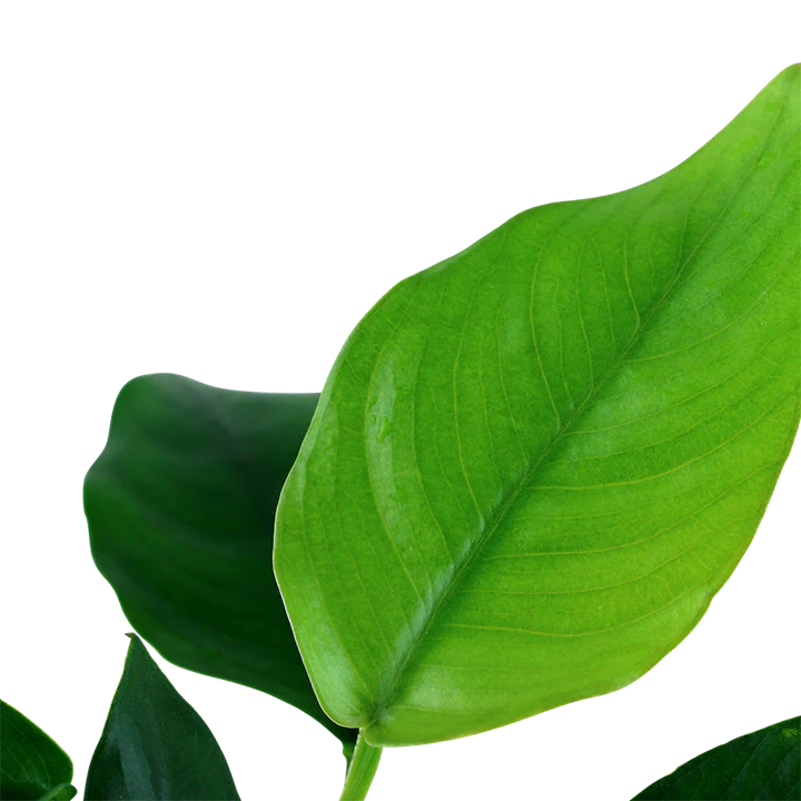 Anubias barteri var.'nana' 101 - Image 3