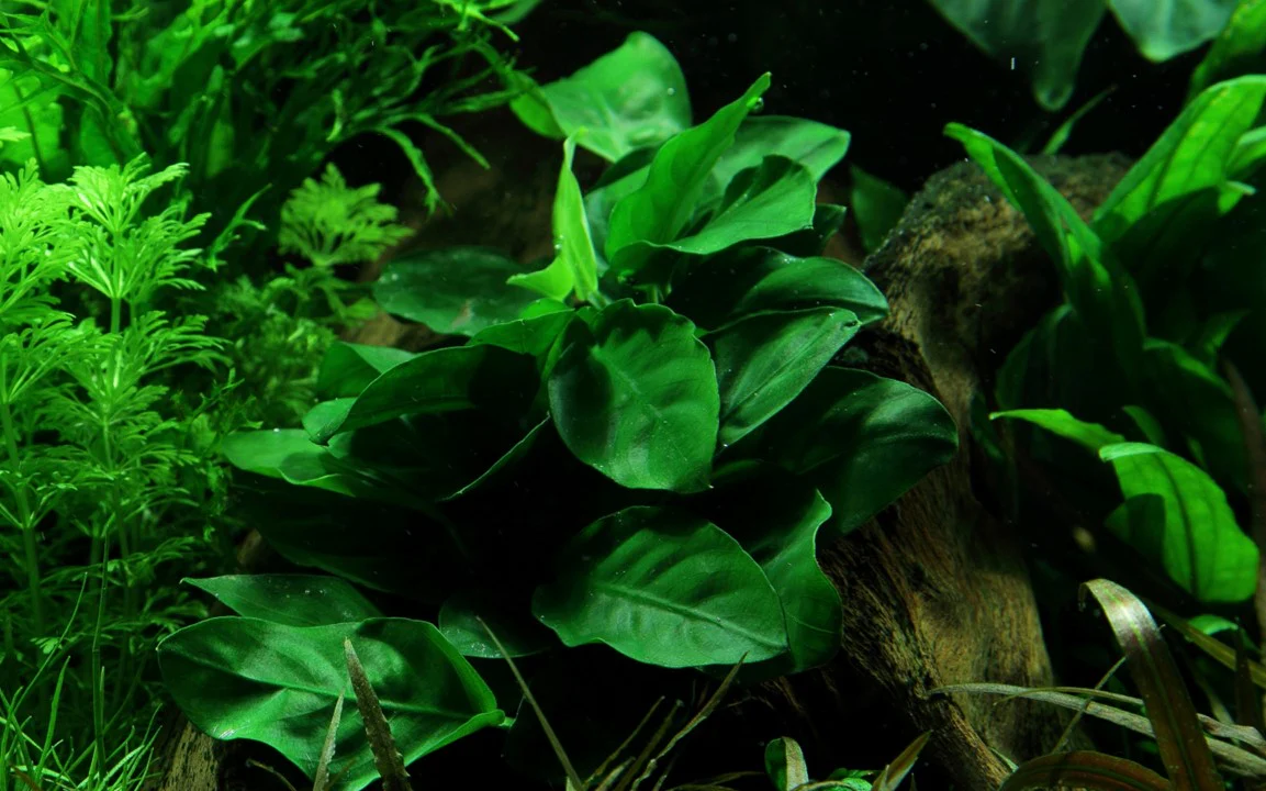 Anubias barteri var.'nana' 101 - Image 4
