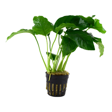 Anubias Barteri var. Barteri 101A