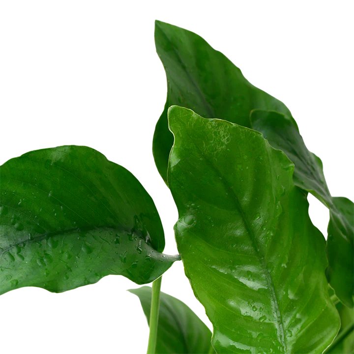 Anubias Barteri var. Barteri 101A - Image 2