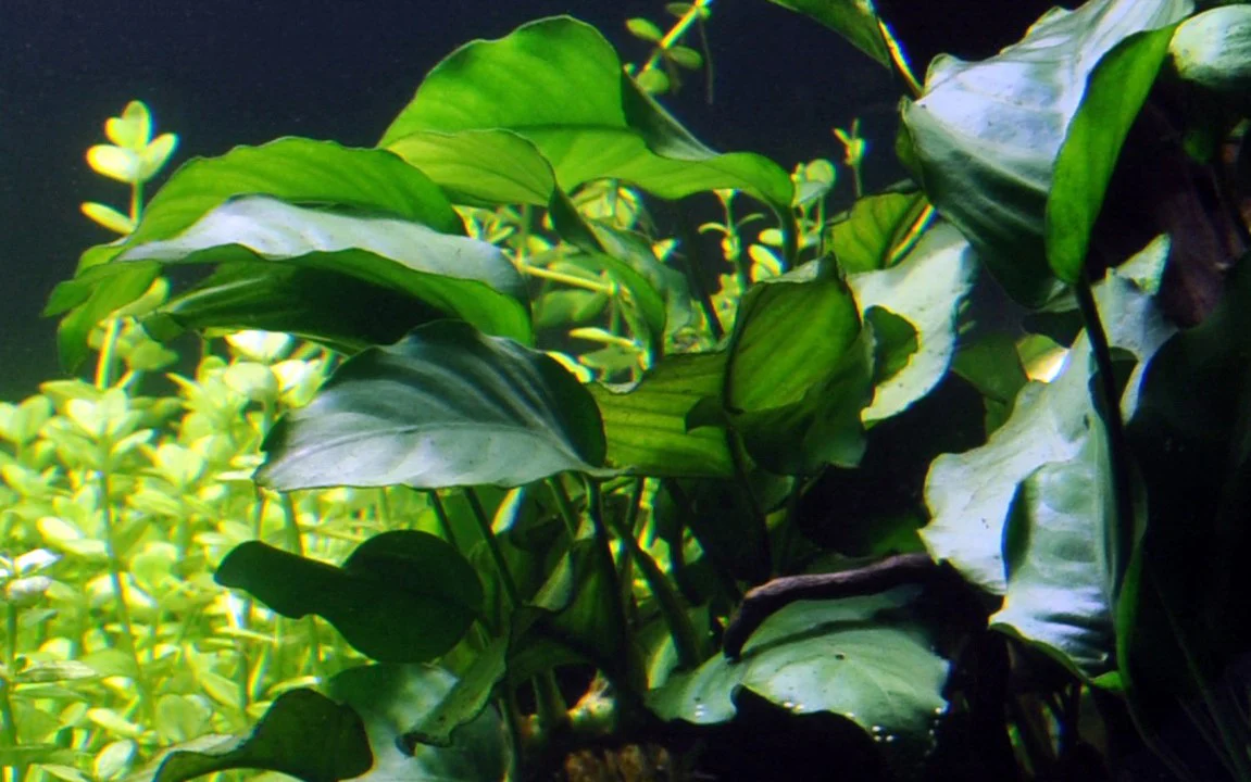 Anubias Barteri var. Barteri 101A - Image 3