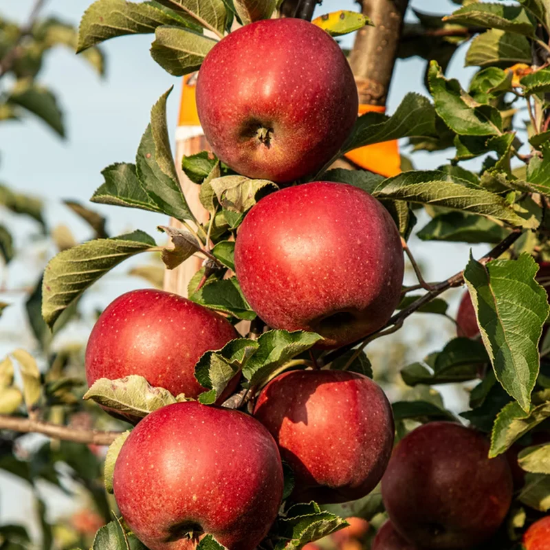 Apple Falstaff 2 Year Bush - Self Fertile - Image 3