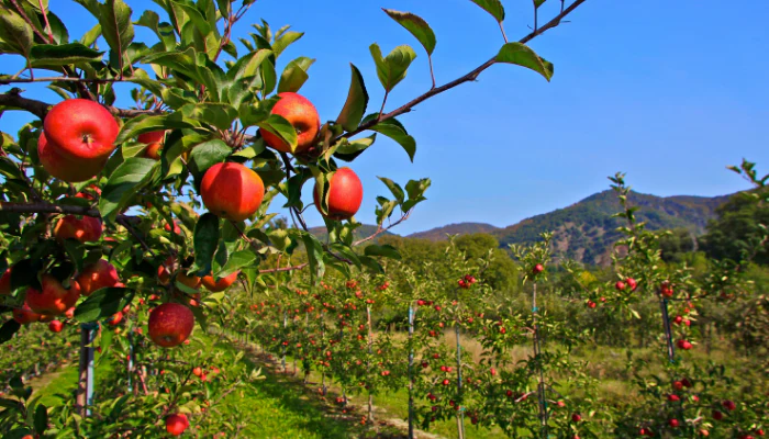 Apple 'James Grieve' 2 Year Bush - Image 3