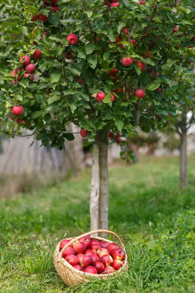 Apple 'Red Windsor' 2 year Bush - Self Fertile - Image 3