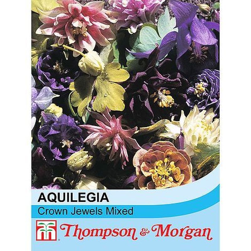 Aquilegia 'Crown Jewels Mixed'